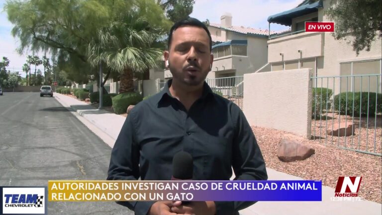 Crueldad animal: Un hombre bajo investigación por rociar gatos con insecticida en Las Vegas